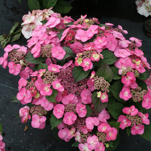 Twist N Shout Hydrangea flowering in summer gardens
