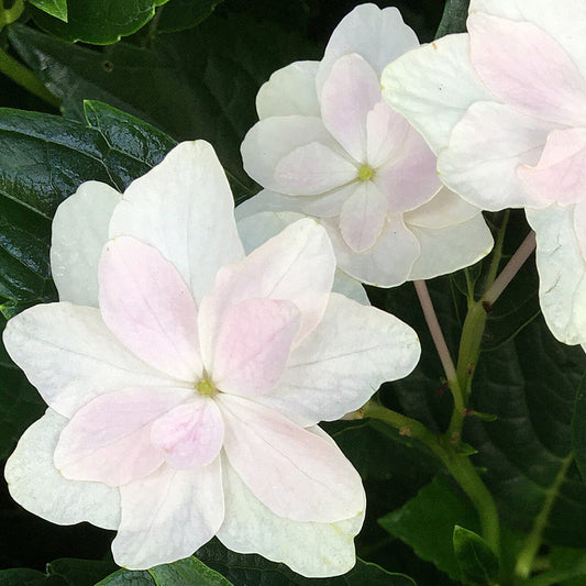 Fuji Waterfall Hydrangea flowering plants blooming gracefully