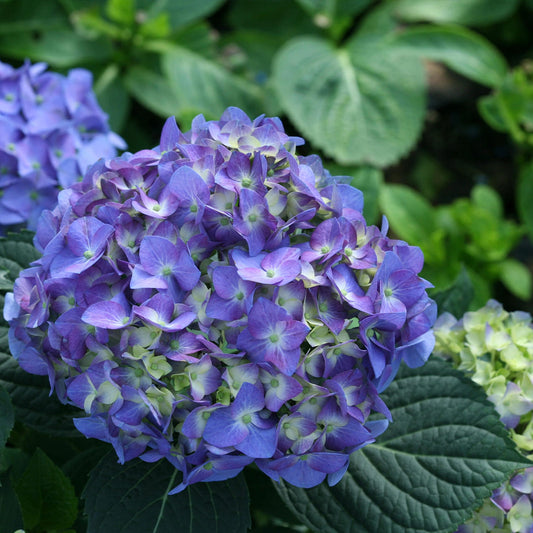 Lush flower beds with Let’s Dance Blue Jangles Hydrangea