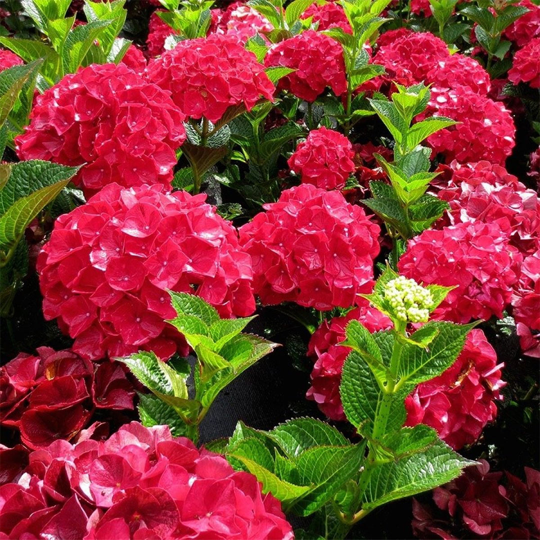 Hydrangea Akadama plant with full round blooms and deep green leaves