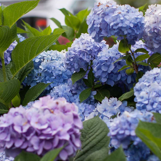Endless Summer Hydrangea – Original Reblooming Hydrangea | Zones 4–9 live plant for landscaping and home gardens