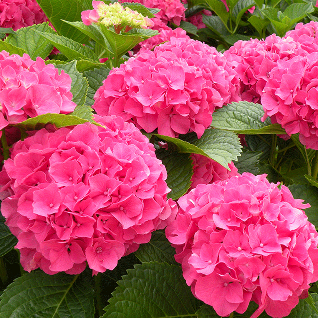 Hydrangea Macrophylla Masja shrub with pink blooms