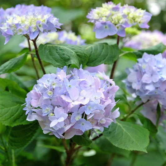 Rock N Roll Hydrangea plant with bright pink and blue blooms at Pixies Gardens