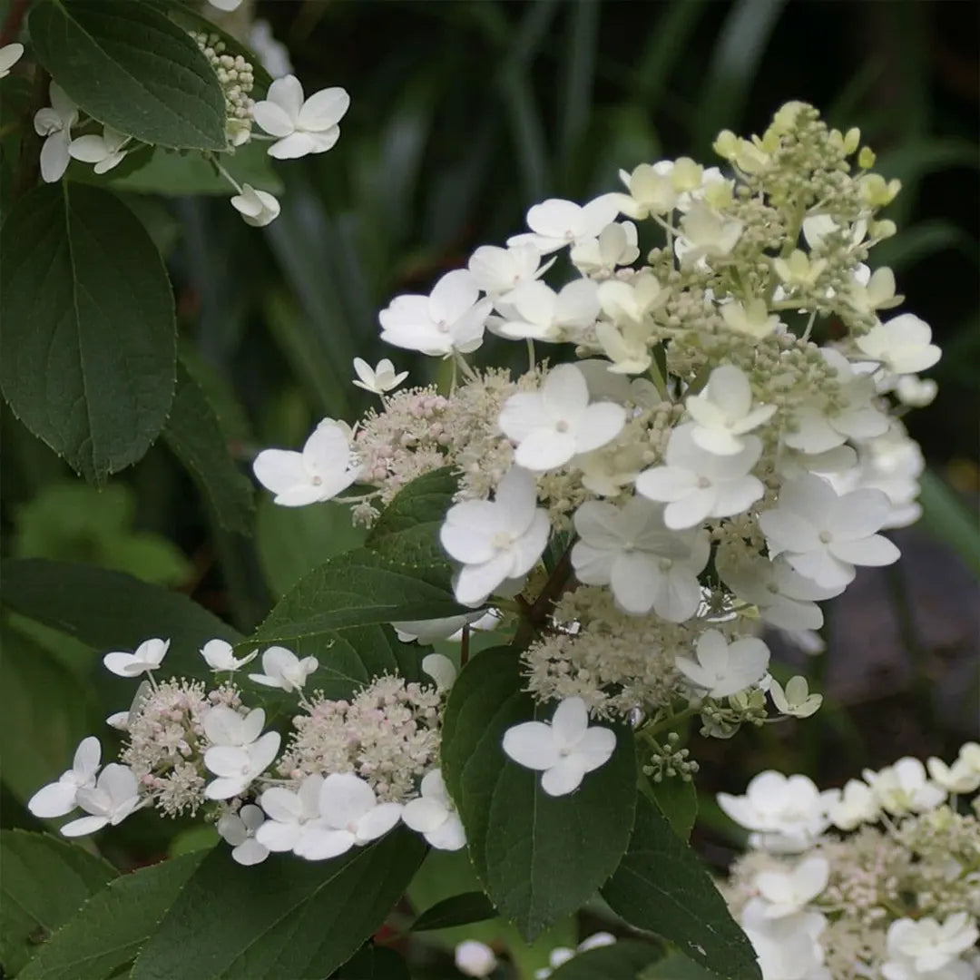 Tall Growing Tardiva Hydrangea Shrub with White Blooms