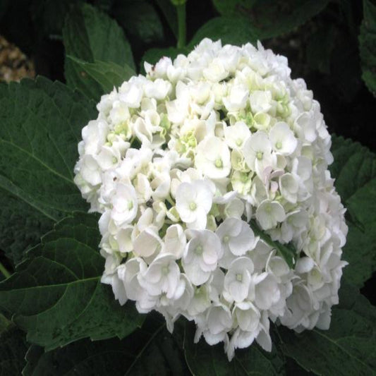 Fresh bloom clusters of Sister Theresa Hydrangea in garden