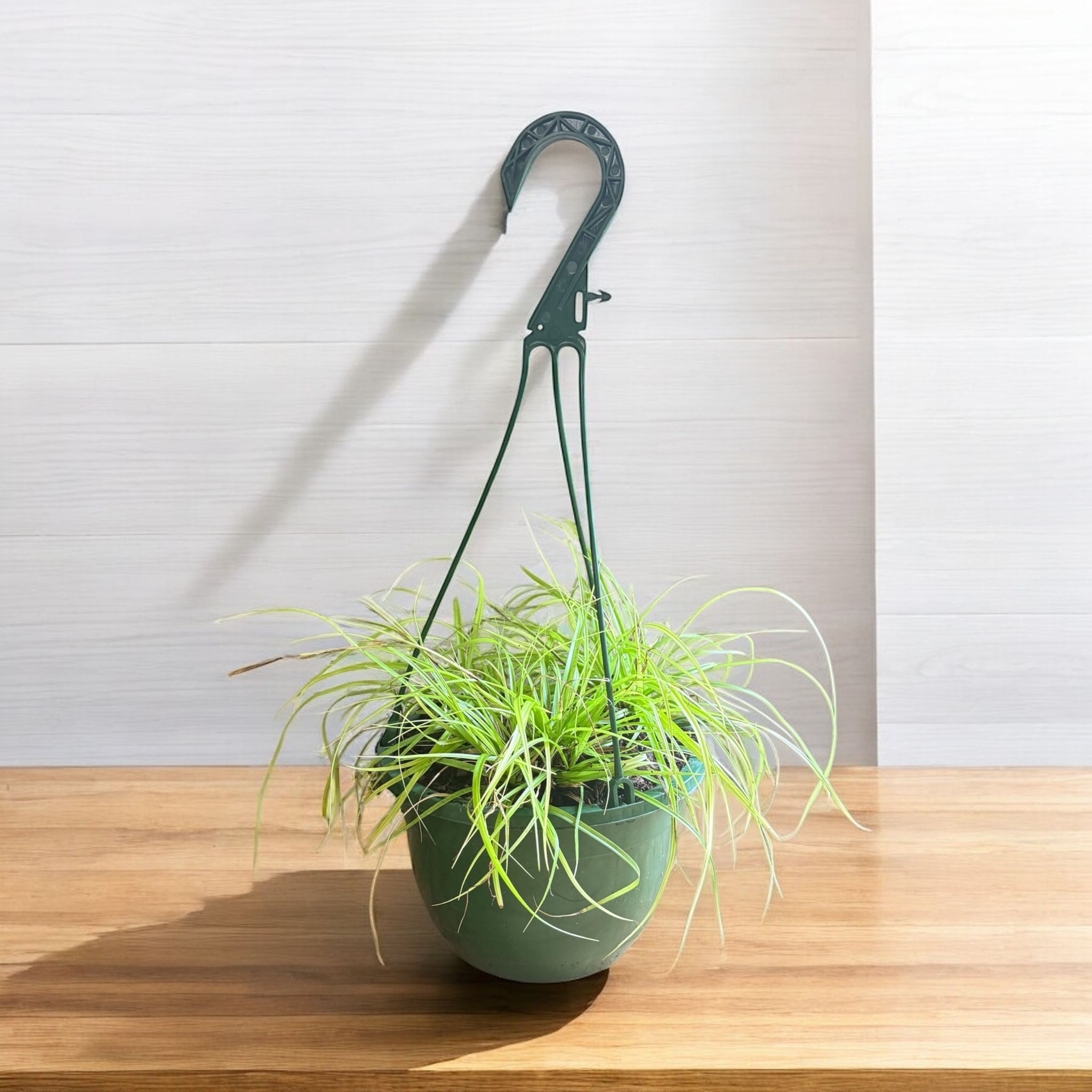 Evergold Carex Grass Hanging Basket Live Indoor Outdoor evergold-carex-grass-hanging-basket-live-indoor-outdoor