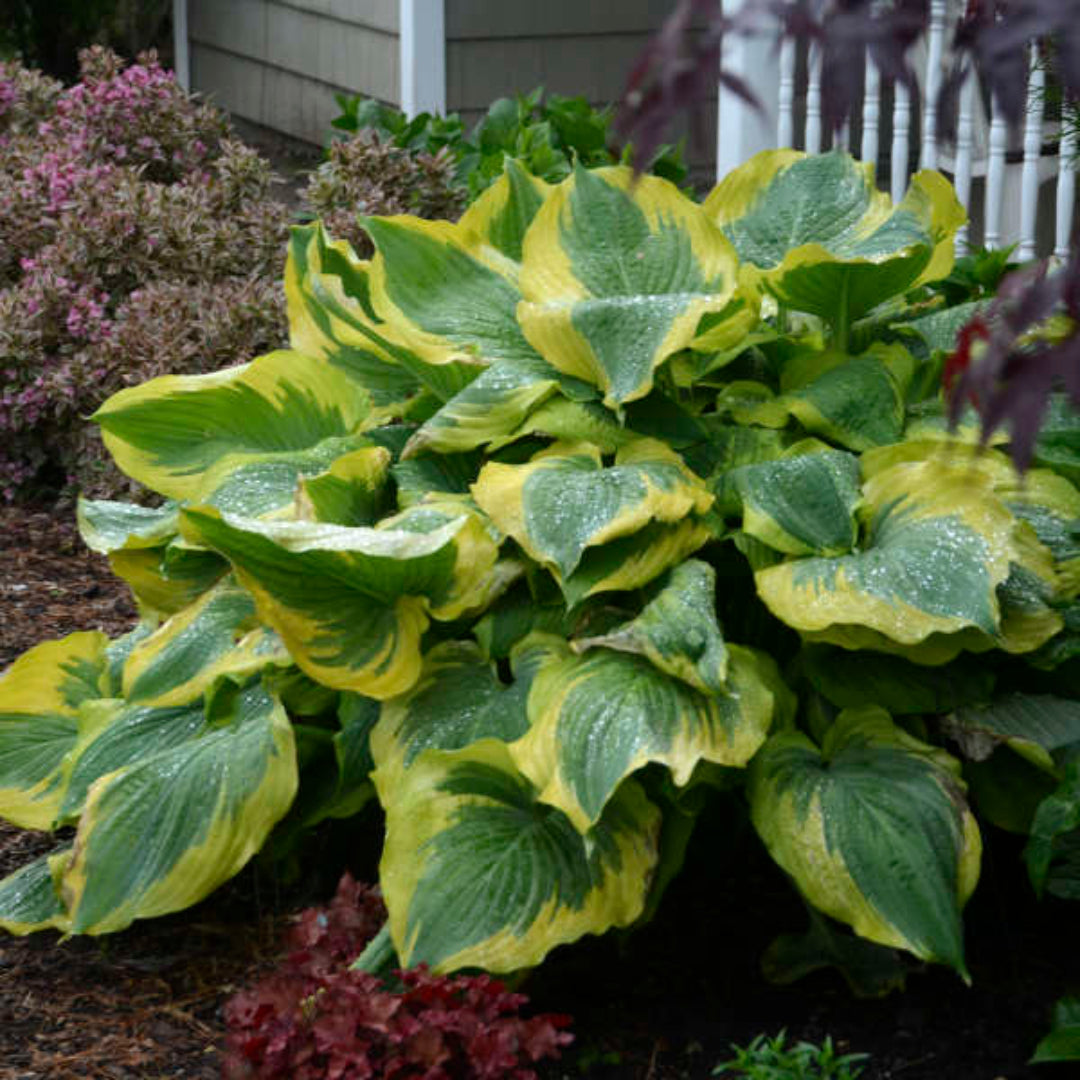 1 Gallon Pot: Hosta Shadowland 'Seducer' PP22413. Plantain Lily