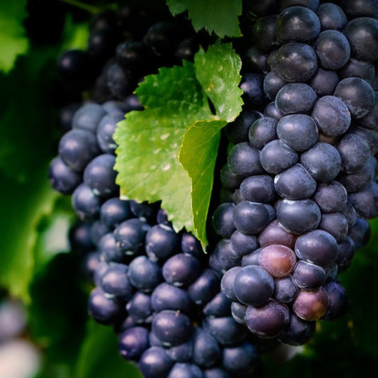 Young Mars Black Seedless Grape Vine with bright green leaves and upright new growth