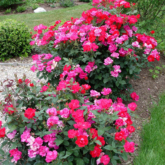Radrazz Rose Shrub with Red Petals and Dense Growth