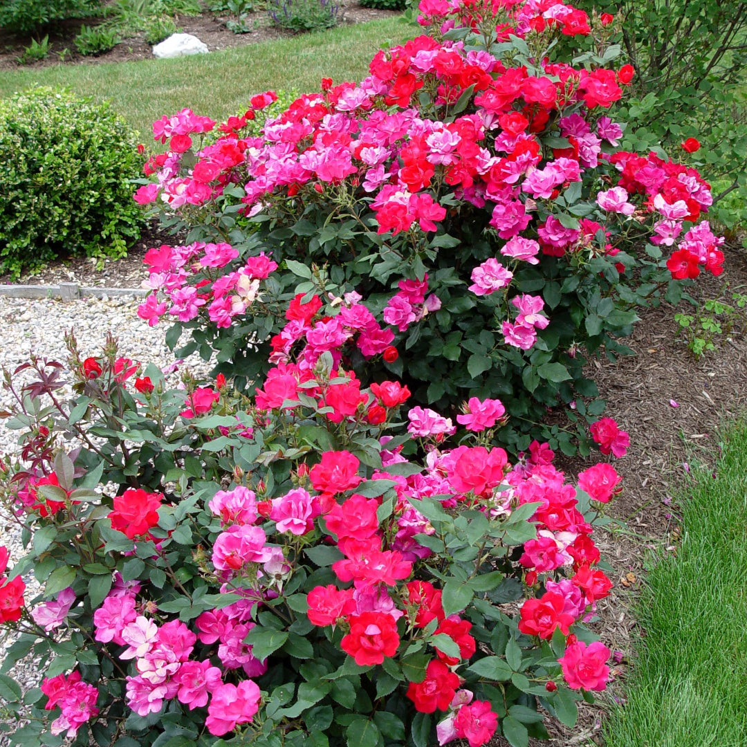 Radrazz Rose Shrub with Red Petals and Dense Growth