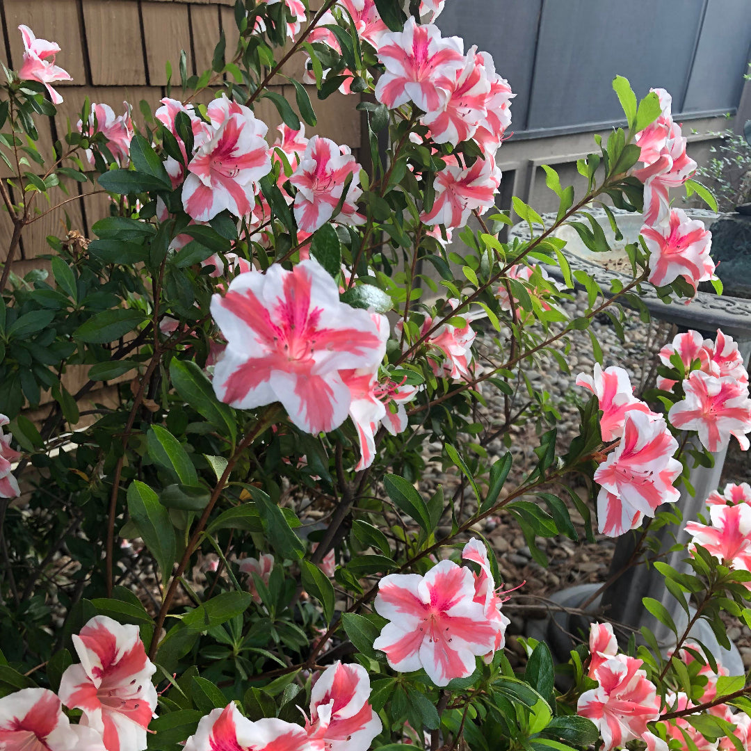 homeandgardensforless.com