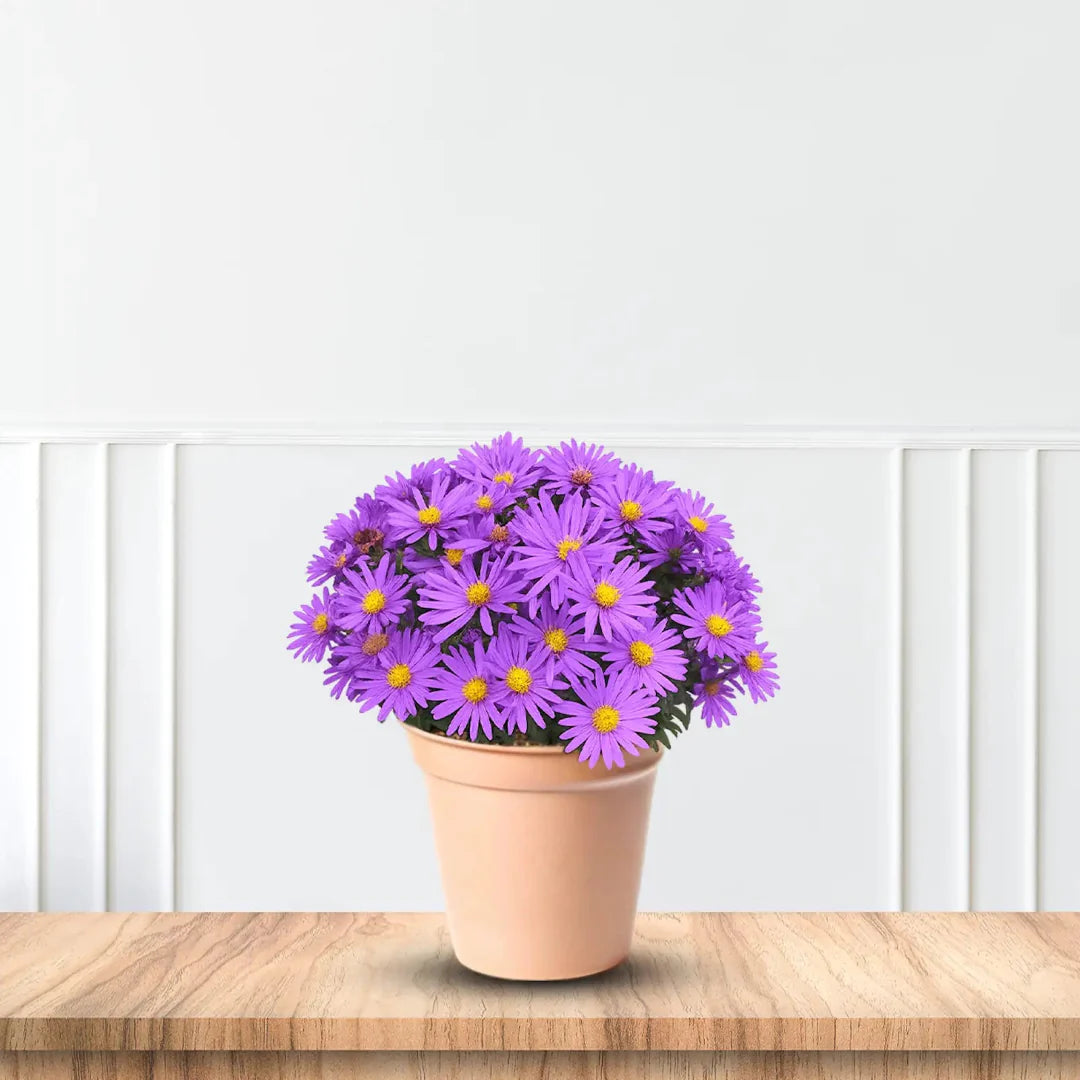 Kickin Lavender aster variant showing soft lavender-purple flowers and green foliage