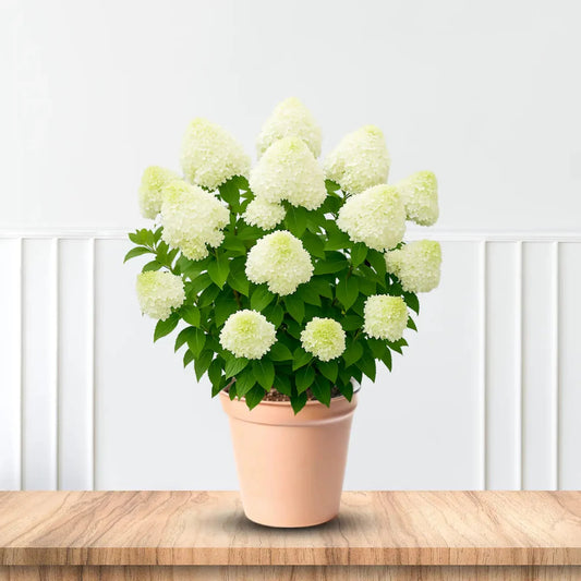 Silver Dollar Hydrangea with Dense White Panicle Blooms