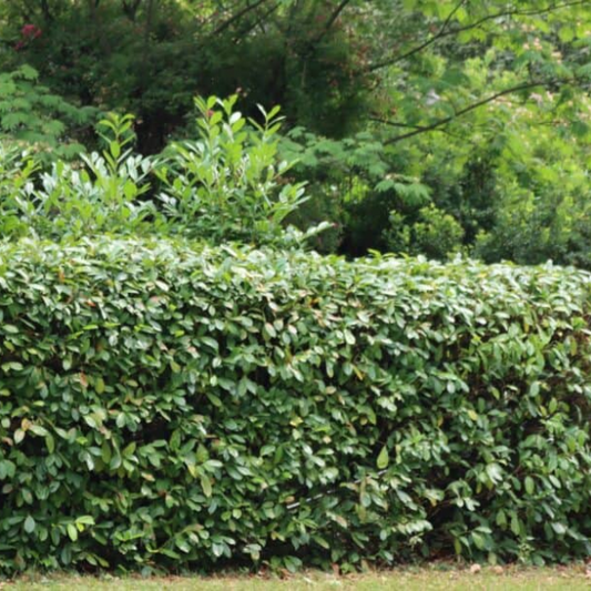 Evergreen Skip Laurel shrub outdoor planting for fast-growing hedge use