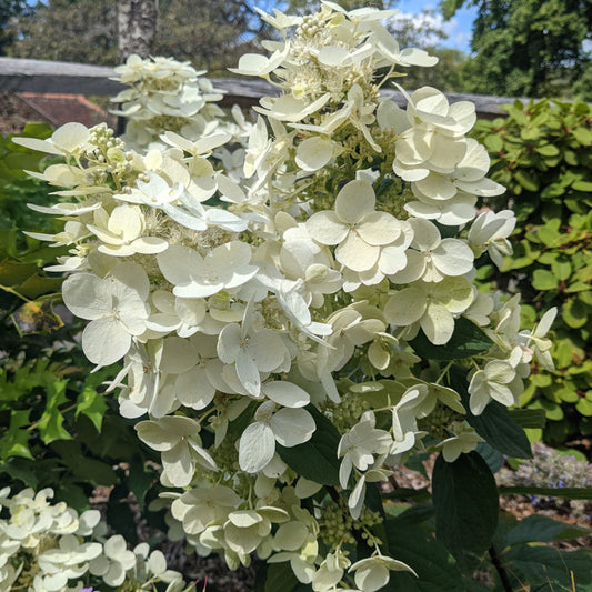 Pink Diamond Hydrangea for Sale Summer Blooming Shrub