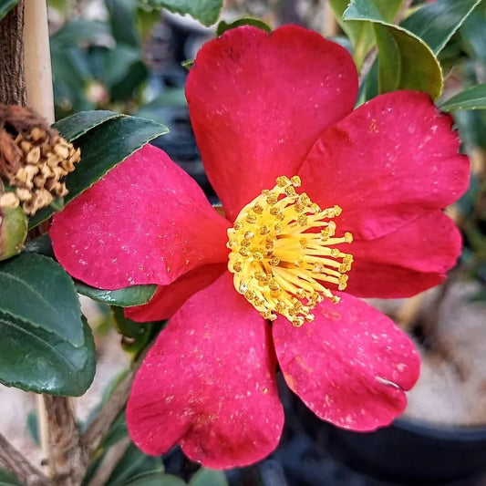 Red winter blooming camellia shrub with glossy green leaves