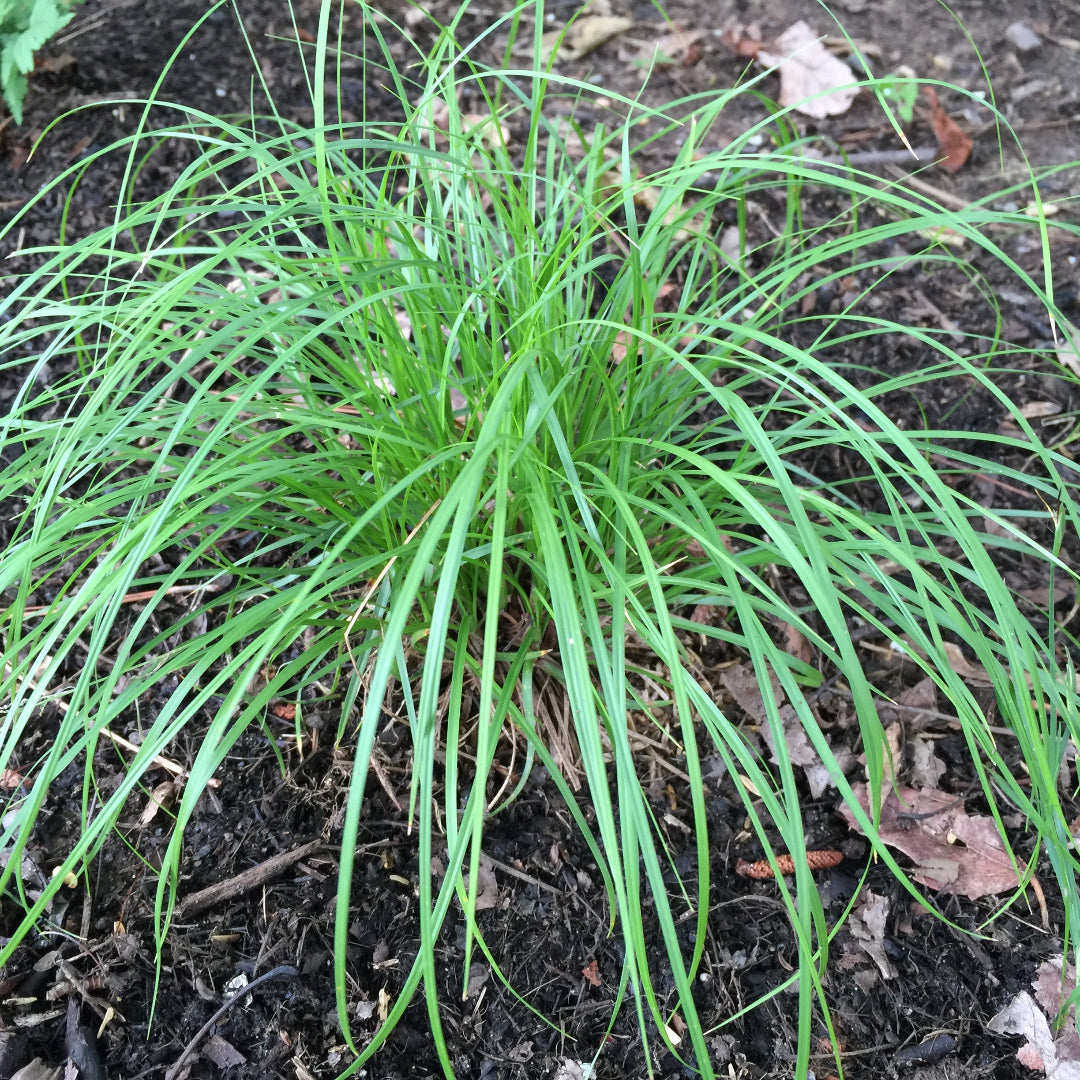 Carex pensylvanica Pennsylvania Sedge groundcover