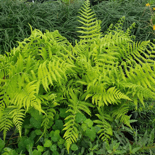 Shield Fern Dryopteris crassirhizoma close-up