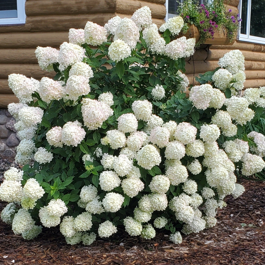 Limelight Hydrangea Bush with Tall Lime-Green Panicle Blooms