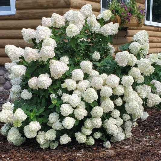 Limelight Hydrangea Bush with Tall Lime-Green Panicle Blooms