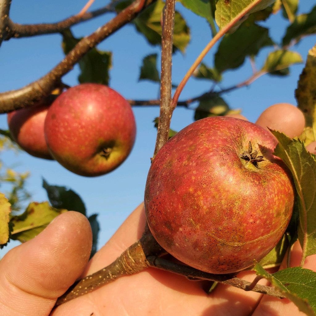 Mature Yates Apple Tree in a garden setting with full foliage.