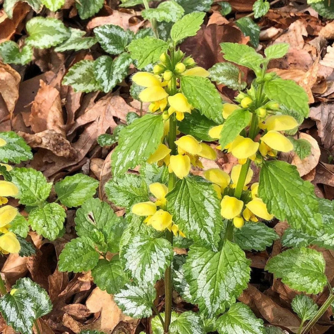 Variegated Yellow Archangel groundcover in bloom
