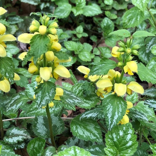 Lamium galeobdolon perennial with yellow flowers