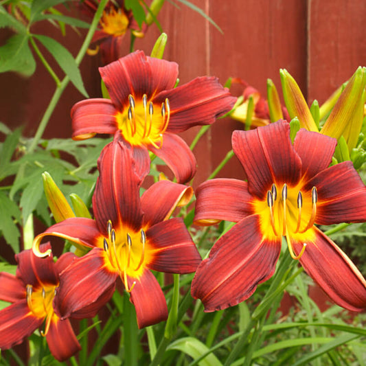Autumn Red Daylily hardy perennial in bloom