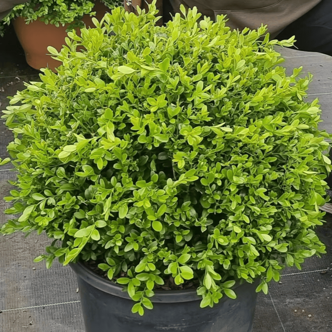 Better Boxwood Renaissance – shrub