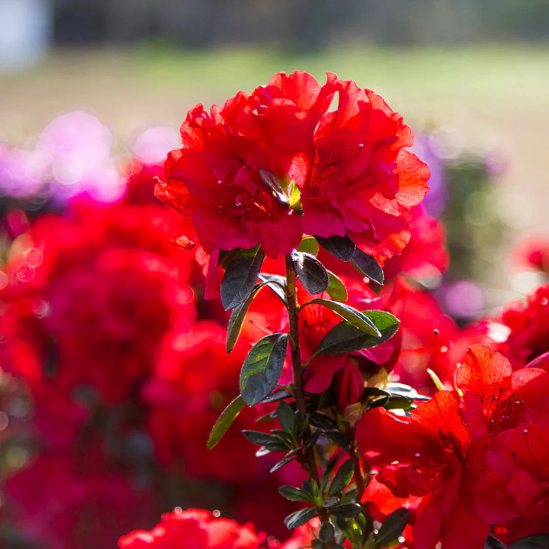 homeandgardensforless.com