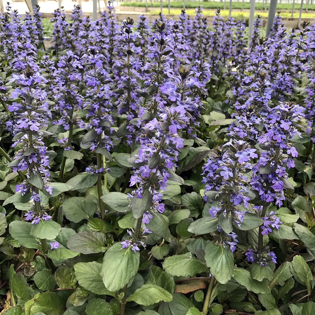 Ajuga reptans Catlin’s Giant perennial plant