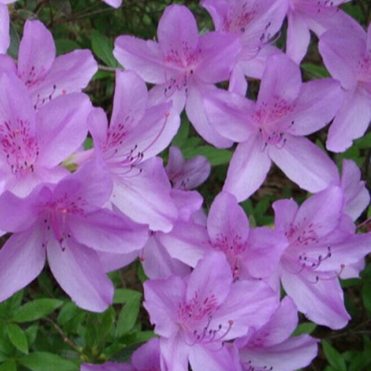 Evergreen Poukhanense azalea growing in garden landscape