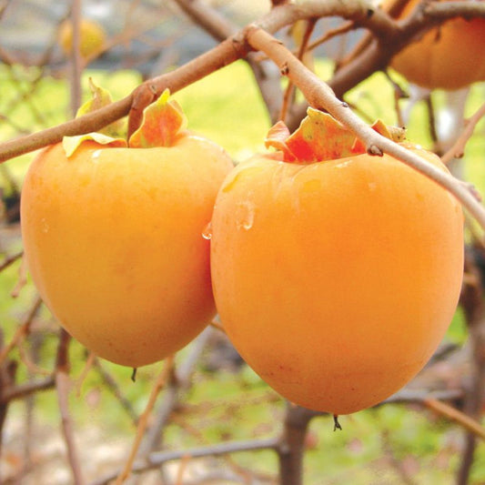 Japanese persimmon tree growing outdoors with healthy green leaves