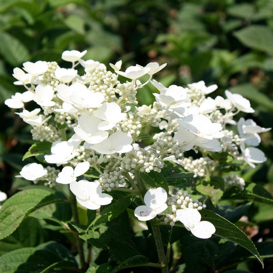 Tardiva Hydrangea Bush Displaying Full White Blossoms