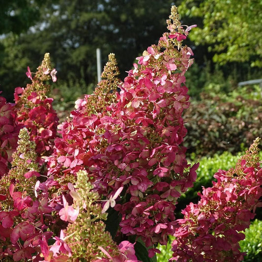 Lava Lamp Flare Hydrangea shrub with bright pink flower clusters and green foliage from Pixies Gardens