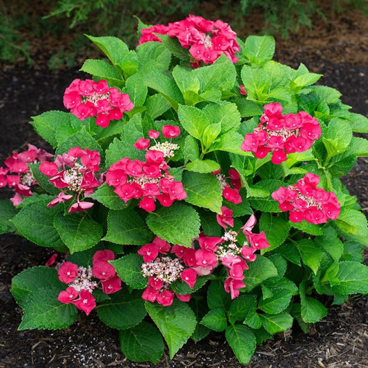 Blooming Cherry Explosion Hydrangea for Garden Borders