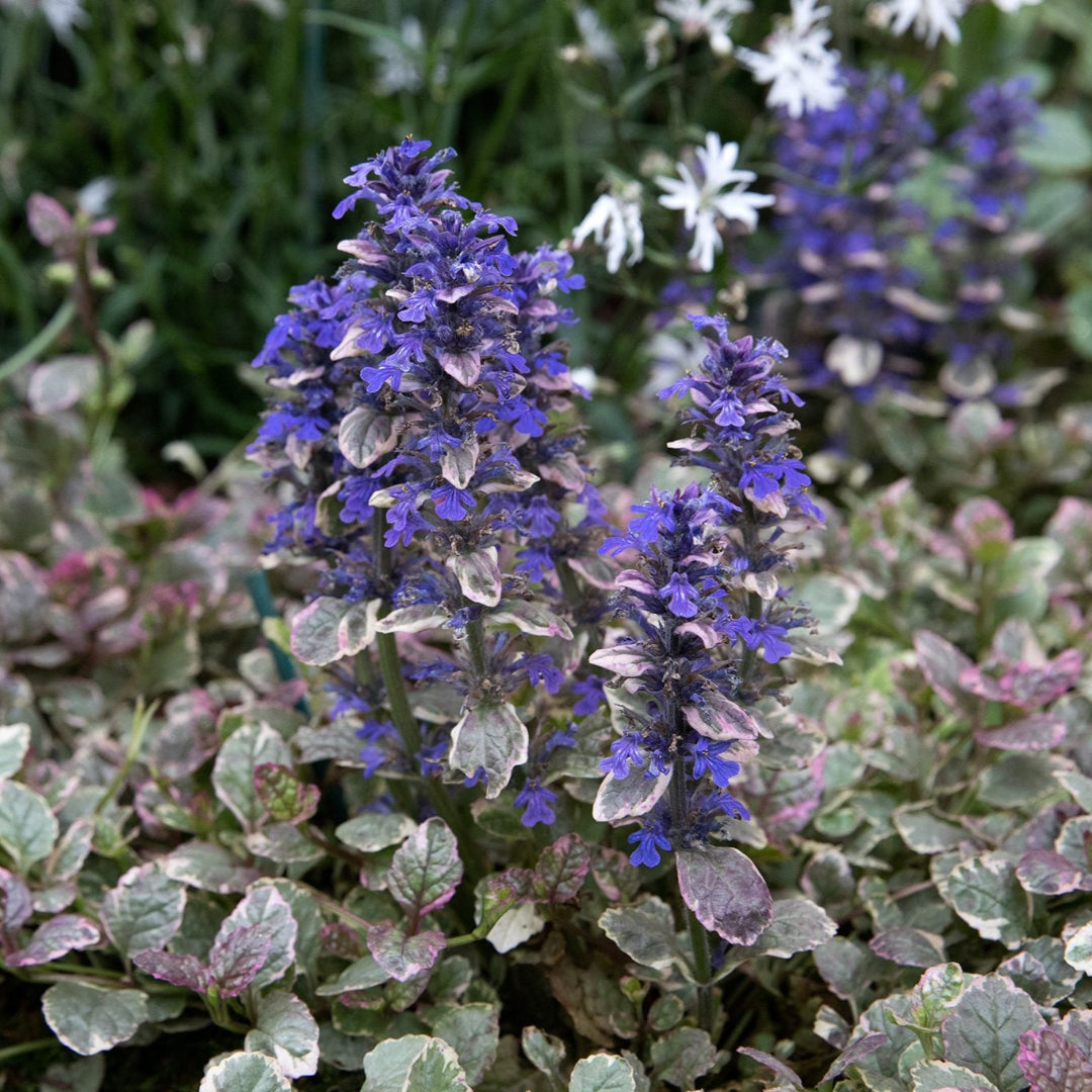 Ajuga Burgundy Glow with variegated foliage