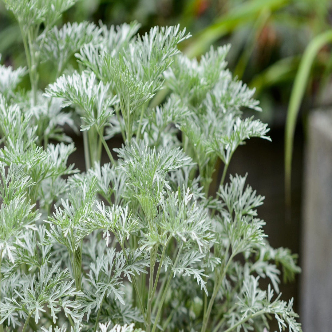 Powis Castle wormwood showing fine textured ornamental leaves