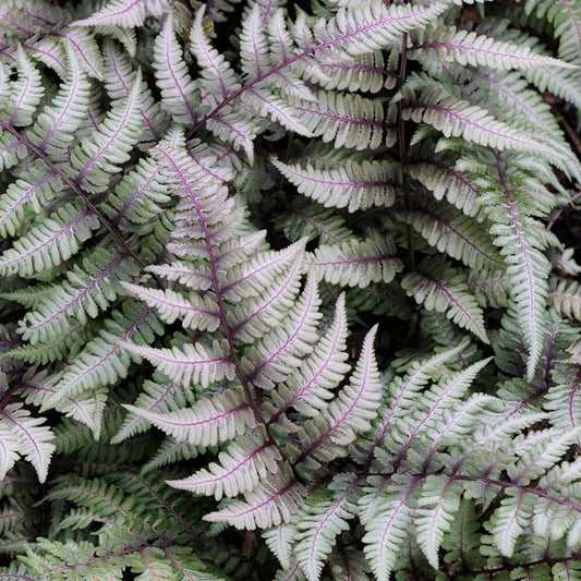 Athyrium niponicum Pictum foliage close-up