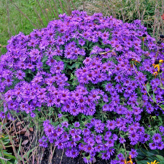 Aster ‘Purple Dome’ in garden border with rich violet-purple flowers