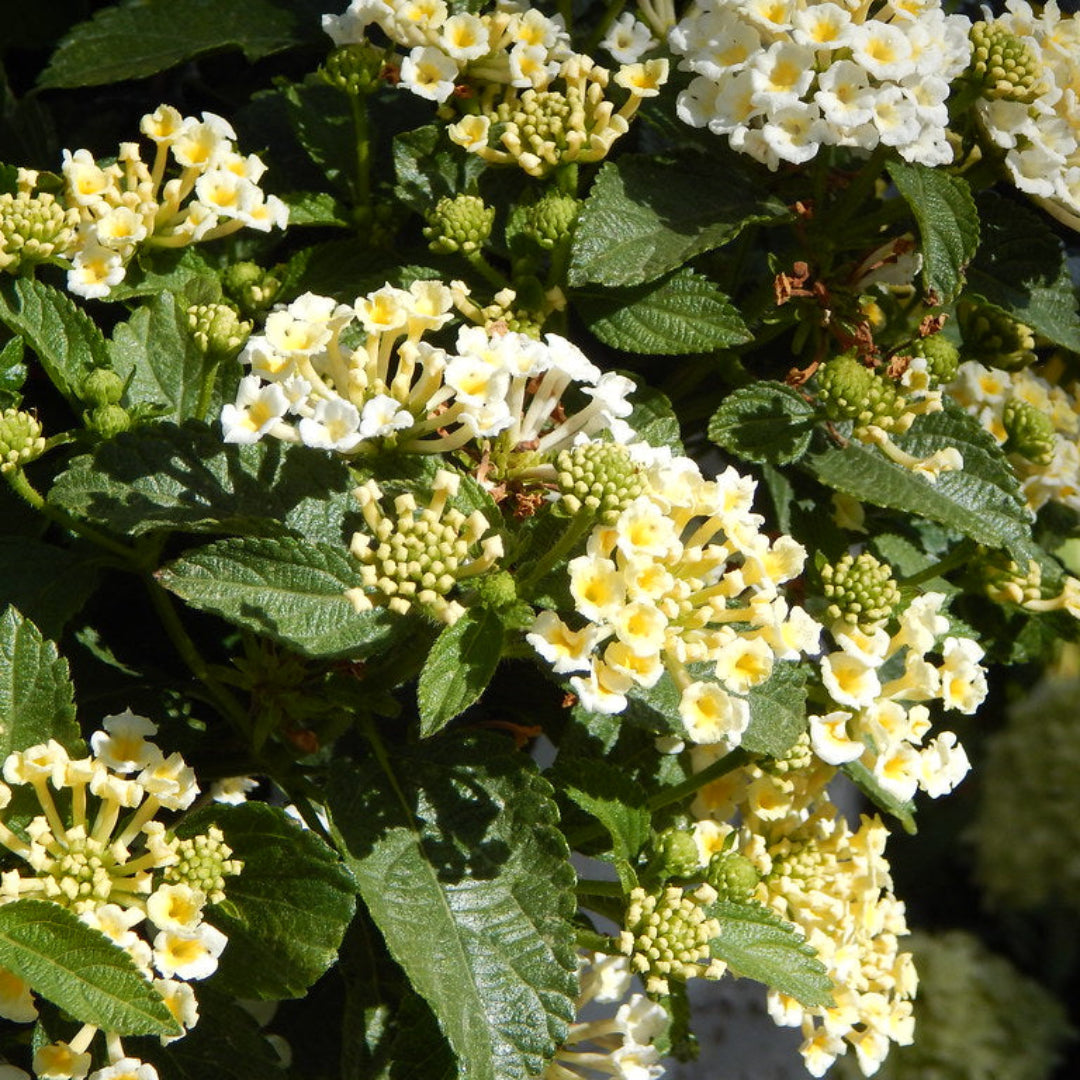 homeandgardensforless.com