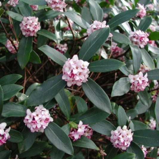 Daphne Odora Pink Plant flowering shrub