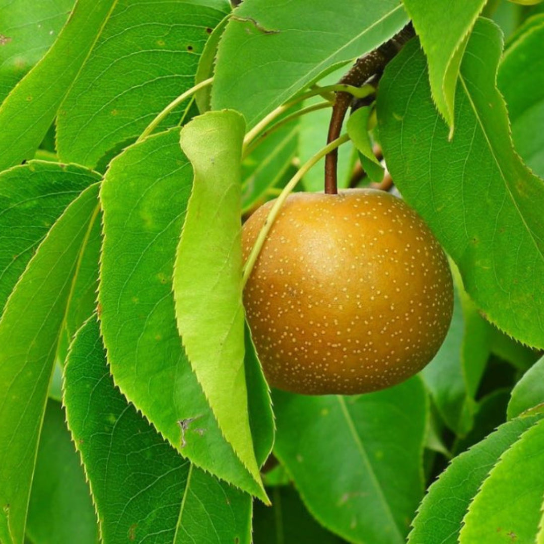 Fruit-bearing 20th Century Asian Pear Tree loaded with bright yellow pears