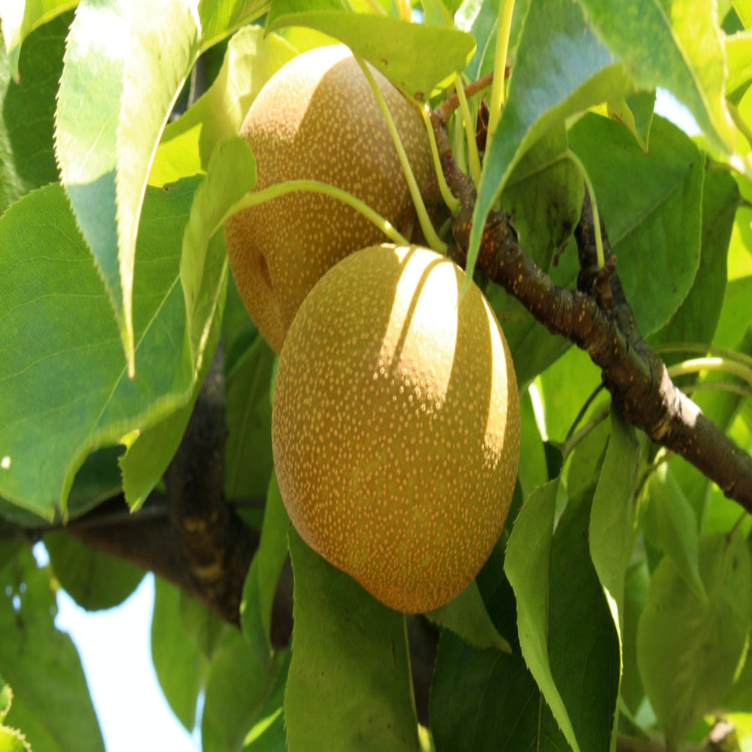 Young Asian pear tree producing smooth, golden fruit known for crisp texture