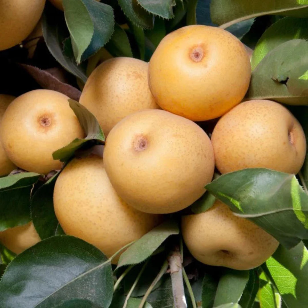 20th Century Asian pear variety with fresh foliage and developing fruit clusters