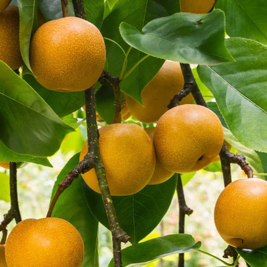 Close-up of 20th Century Asian pears showing firm skin and classic round shape