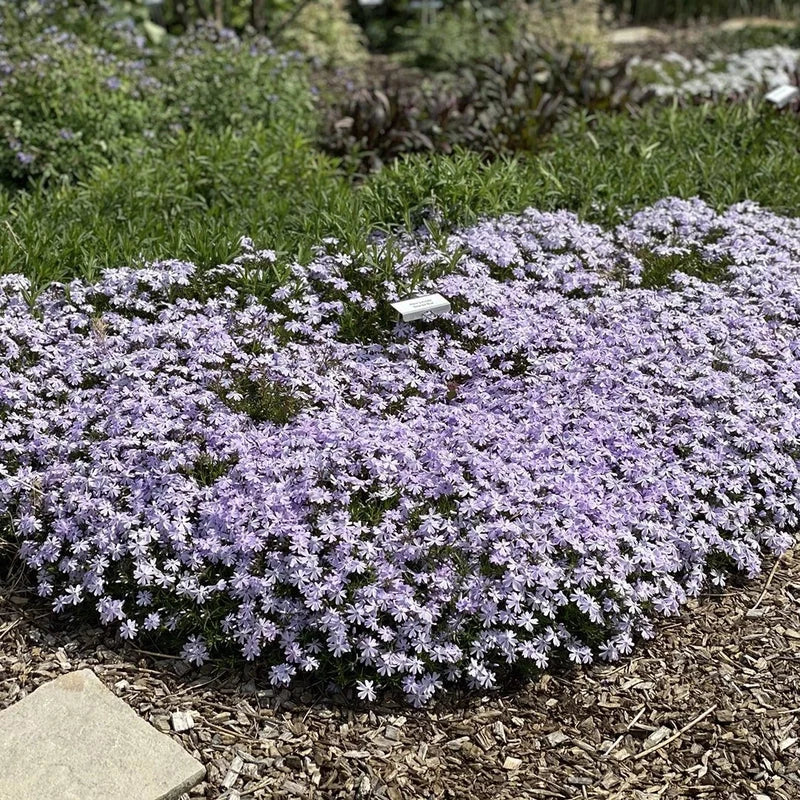 Lavender-blue flowers of Phlox subulata