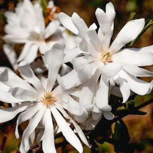 Royal Star Magnolia shrub early spring blossoms