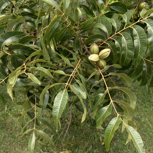 Elliot Pecan Tree a Small Nut, – fruit plant