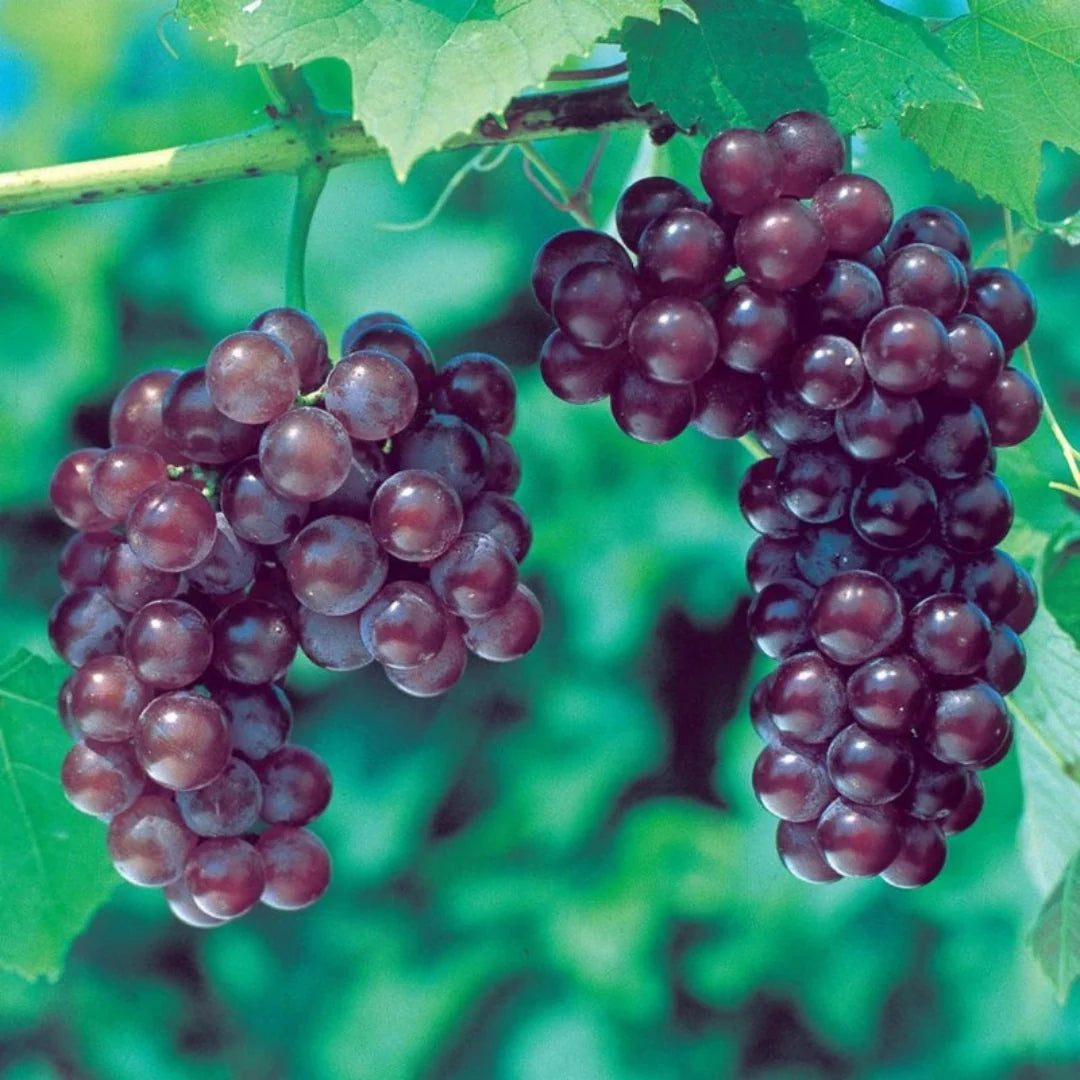 Reliance Red Seedless Grape bunch showing vibrant red color